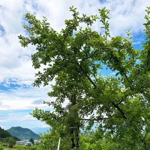 仕事中のりんご職人